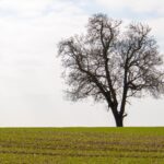 Árbol de teca